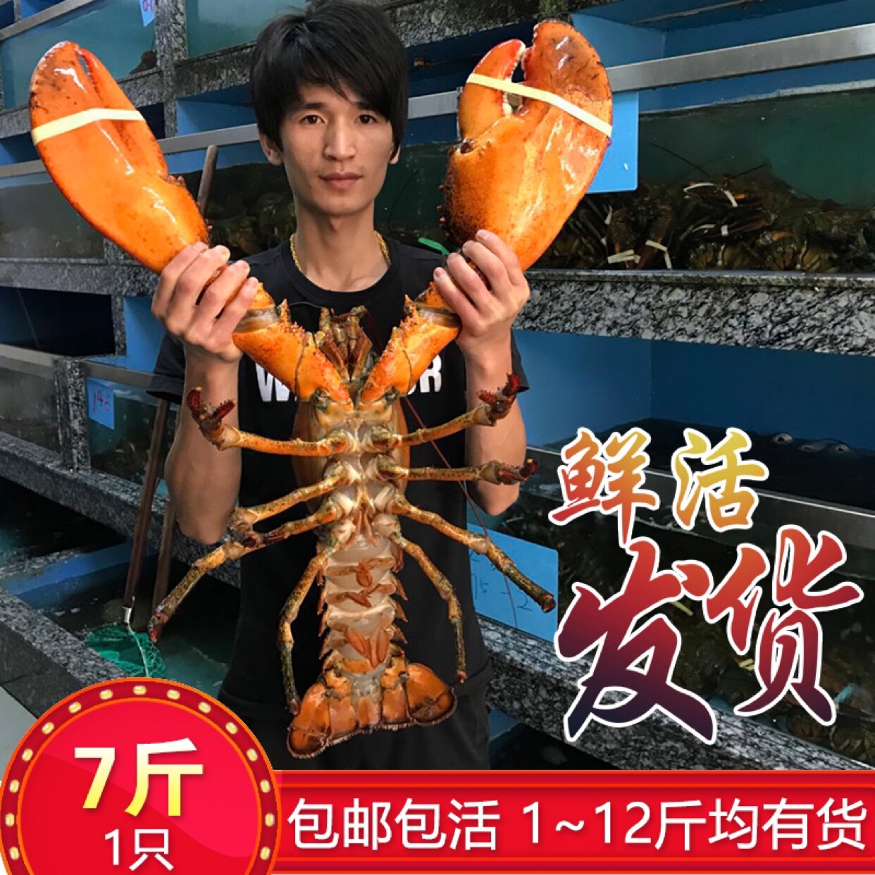 鲜活波士顿龙虾超大波龙海鲜水产非澳洲大龙虾大澳龙小青龙7斤1只