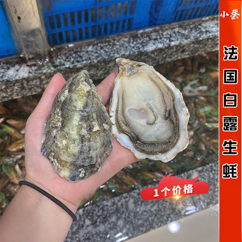 法国海鲜刺身价格 法国海鲜刺身图片 星期三