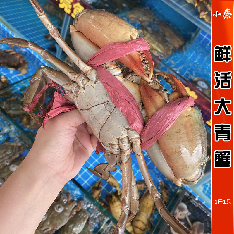 鲜活青蟹公蟹海鲜水产印尼青蟹膏蟹南宁青蟹母蟹膏蟹非红鲟1斤1只
