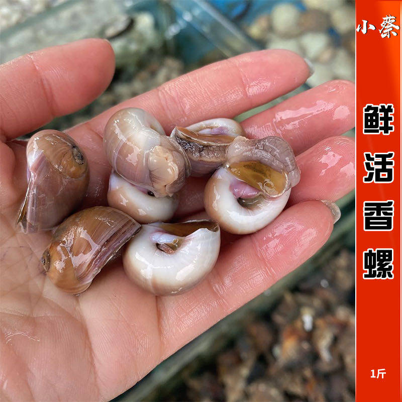 鲜活香螺海鲜贝类水产猫眼螺超特大海螺红螺花螺黄螺白玉螺1斤