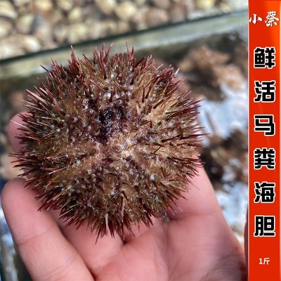 鲜活马粪胆野生海鲜水产即食刺身海胆肉黄胆紫胆8-10只