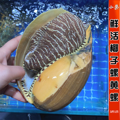 鲜活黄螺海鲜水产贝类新鲜超大海螺油螺木瓜螺椰子螺翡翠螺3斤1只