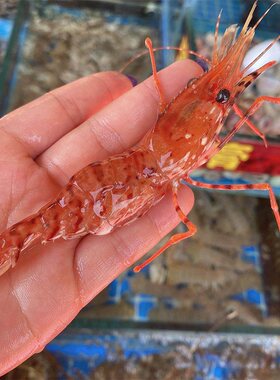 鲜活珊瑚虾进口海鲜水产刺身即食新鲜红牡丹虾白牡丹虾1斤30-40只
