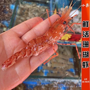 鲜活珊瑚虾进口海鲜水产刺身即食新鲜红牡丹虾白牡丹虾1斤30-40只