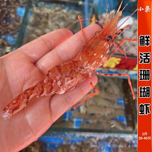 鲜活珊瑚虾进口海鲜水产刺身即食新鲜红牡丹虾白牡丹虾1斤30-40只