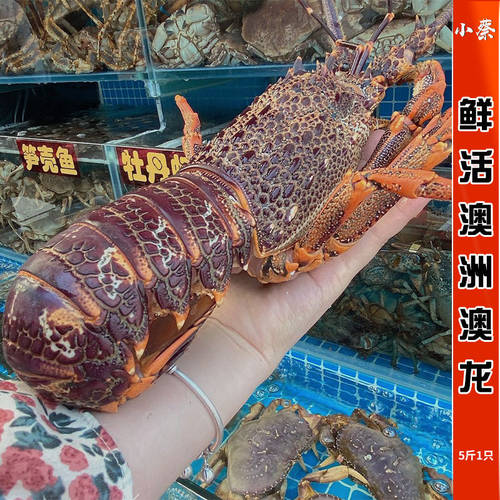 鲜活澳龙 海鲜水产超大澳龙澳洲大龙虾澳大利亚大奥龙红龙5斤1只