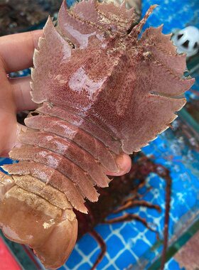 鲜活琵琶虾海鲜水产活虾九齿扇虾虾姑排毛缘扇虾扁虾蝴蝶虾犀牛虾