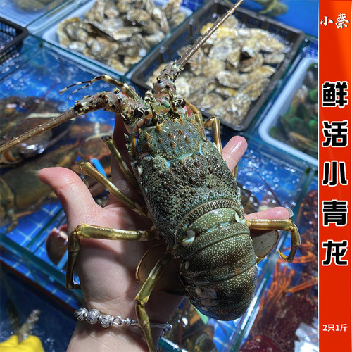 鲜活小青龙进口青龙虾海鲜水产红龙超特大澳洲大龙虾澳龙2只/1斤