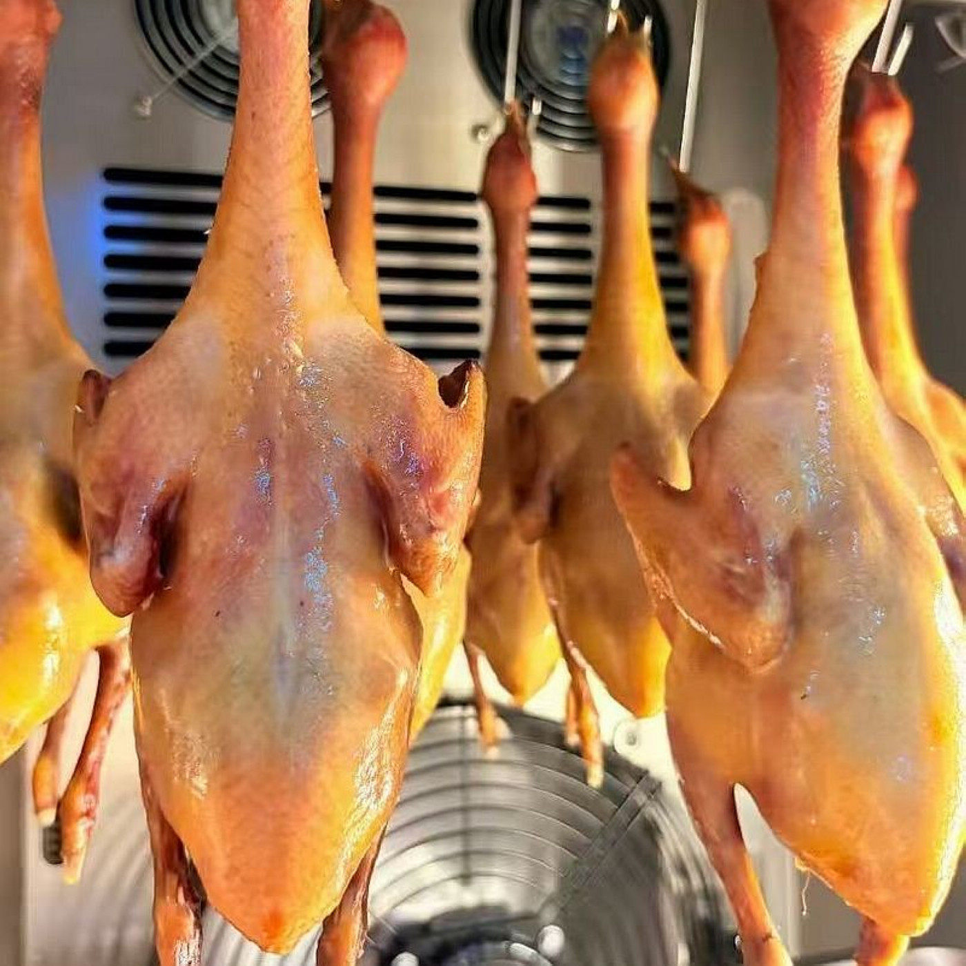 广东红烧乳鸽半成品爆汁脆皮乳鸽商用餐厅排挡酒楼鸽子肉新鲜现杀,水产肉类/新鲜蔬果/熟食,乳鸽,淘宝优惠券,粉丝福利购,淘宝优惠卷