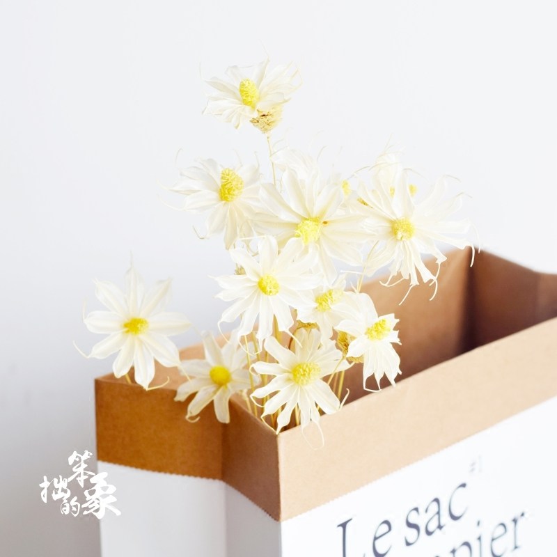 翠菊云南干花插花艺术摆件小清新橱窗装饰花手工制作小雏菊白色花