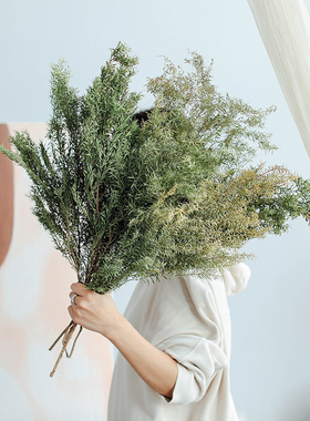 千层金黄金香柳 天然绿色干花真花叶子北欧风装饰壁挂干草diy花材