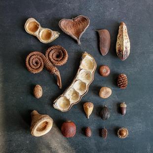 进口麟果棕果实植物标本干果干花相框diy材料包桌面鱼缸造景摆件