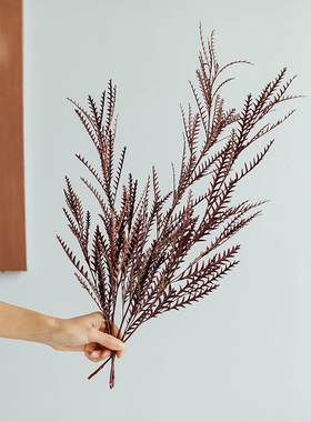 进口银桦叶剑齿叶天然干花真花花束配草绿色家居装饰羊齿叶永生花