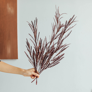 进口银桦叶剑齿叶天然干花真花花束配草绿色家居装 饰羊齿叶永生花