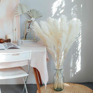 笨拙 饰摆件落地花 象网红芦苇草干花花束白色橱窗植物造景客厅装