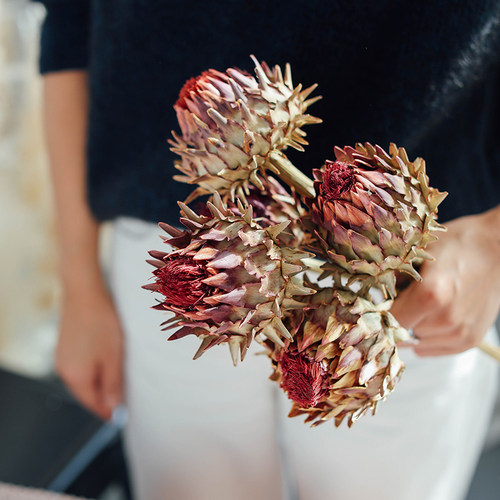 南非进口天然干花霸王花