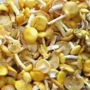 小黄蘑东北特产新鲜鸡油菌干货菌子松蘑黄丝菌菇黄金菇长白山炖鸡