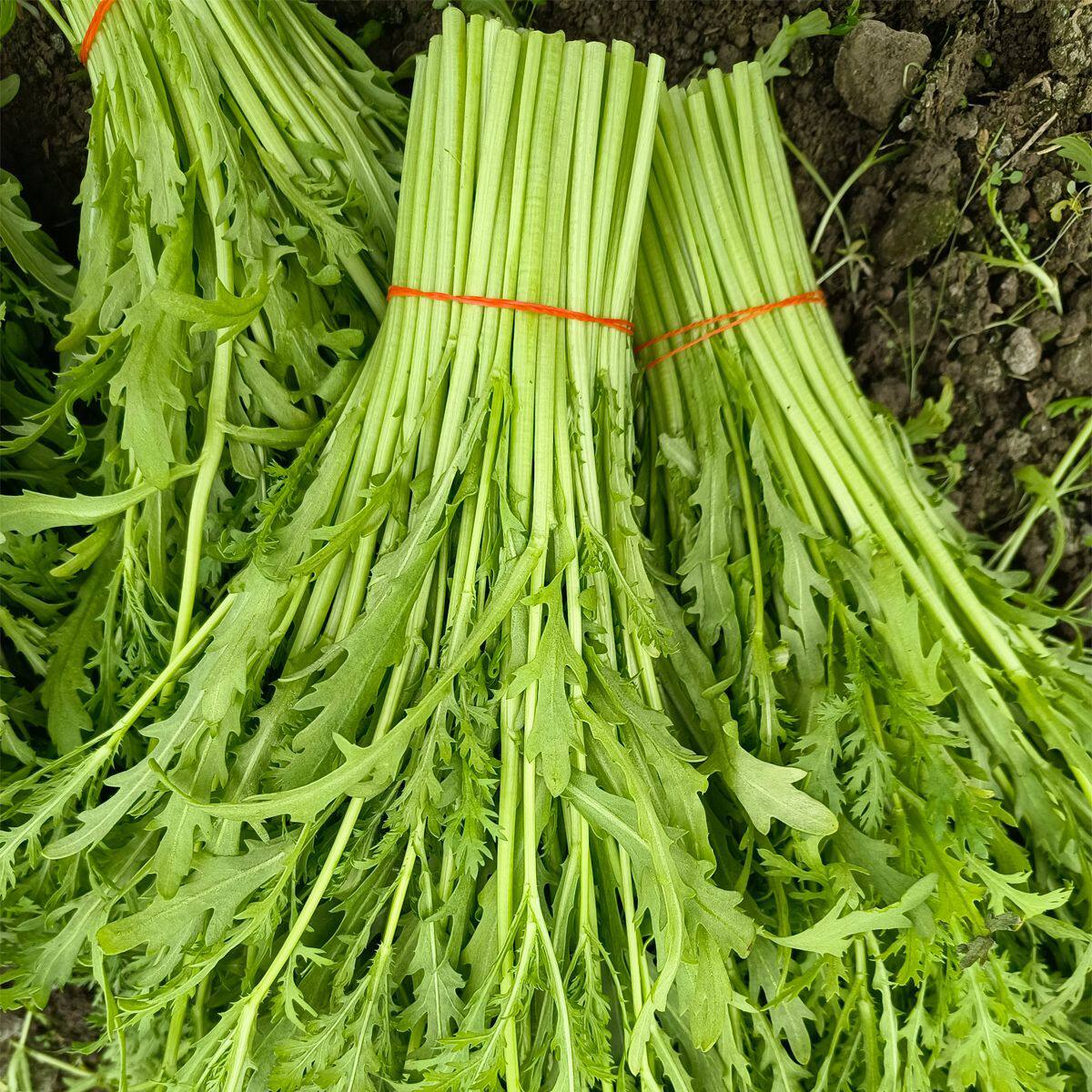 新鲜茼蒿 蓬蒿 蒿子秆 绿色 火锅配菜 上海直发 24小时内发货