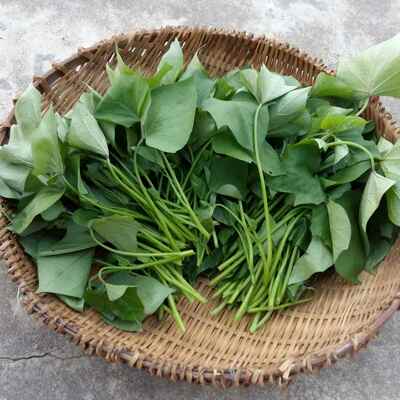 新鲜地瓜叶红薯叶 季节绿叶蔬菜 现摘现发 上海发