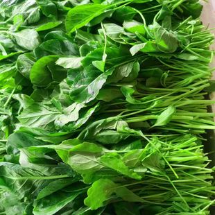 新鲜芥兰苗 蔬菜 清炒 凉拌 生腌 芥蓝苗 火锅配菜时令蔬菜