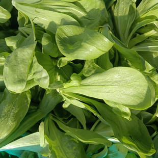 上海本地新鲜大叶茼蒿菜 蓬花菜 蓬蒿菜 现摘现发 新鲜蔬菜