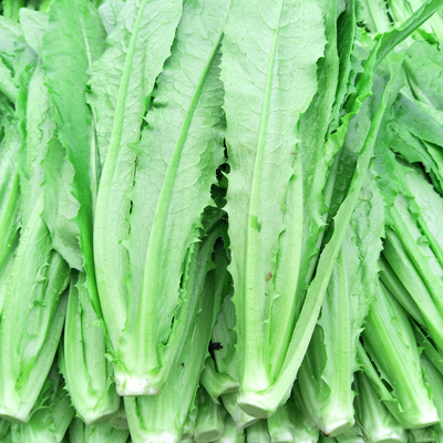 新鲜油麦菜新鲜青菜蔬菜生菜清炒涮火锅绿色蔬菜绿叶菜