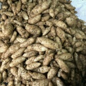 天麻种子云南昭通小草坝0代1代天麻种苗籽蜜环菌培育基地直销