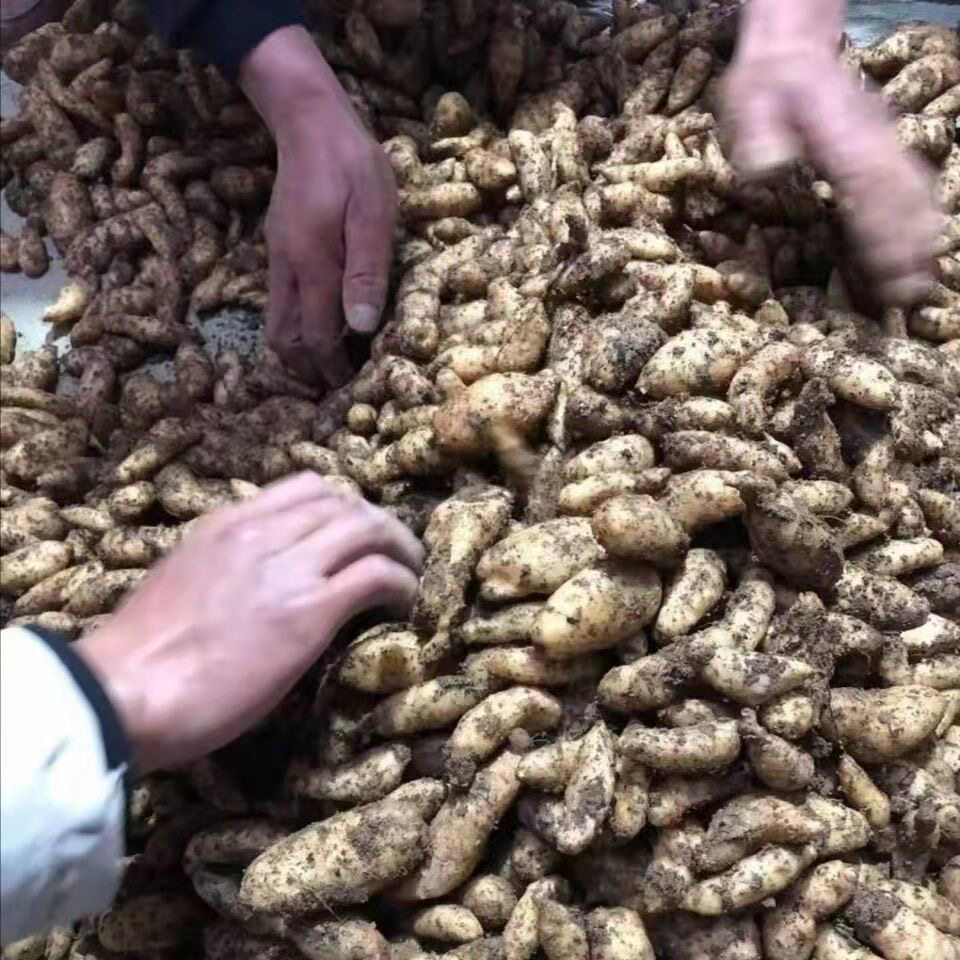 天麻种子云南昭通小草坝0代1代天麻种苗籽蜜环菌培育基地直销