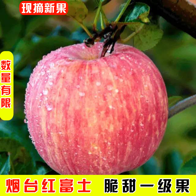 正宗栖霞红富士烟台苹果新鲜产地直发当季新果脆甜多汁农户直销