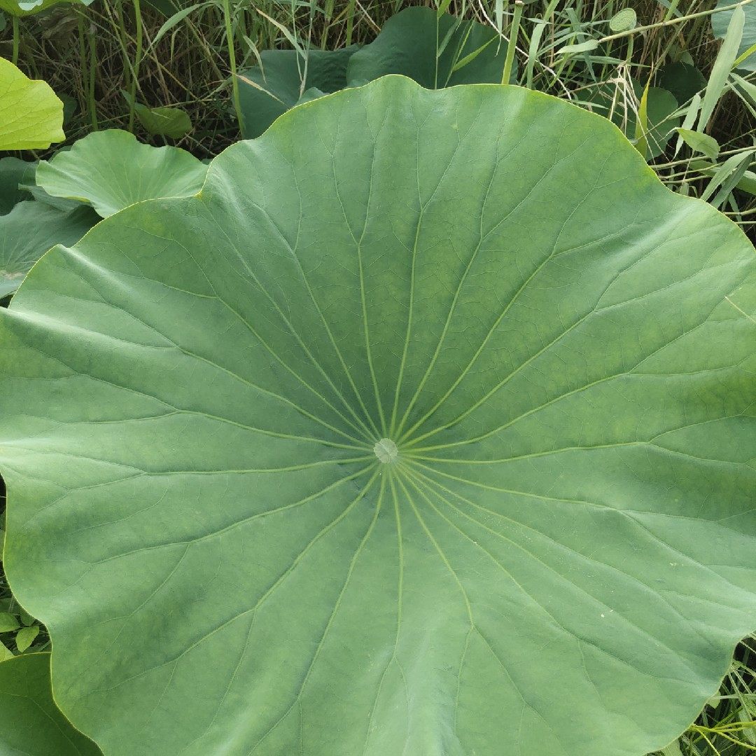 鲜荷叶白洋淀野生大荷叶现摘现发直径30厘米左右