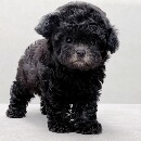 灰泰迪幼犬贵宾犬宠物狗活物小体型狗狗 笑脸萌宠 长不大