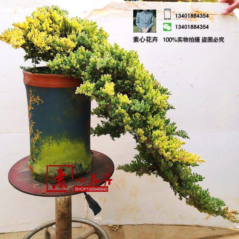 悬崖新西兰珍珠地柏素材造型珍珠柏小品盆景精品盆栽好养一物一拍