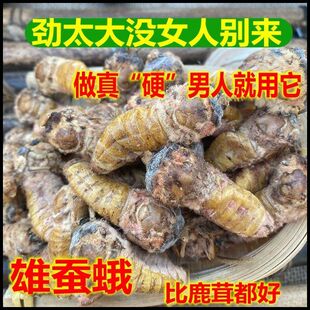 雄蚕蛾/桑蚕蛾/中药材/纯雄蚕蛾公蚕蛾/晚蛾子未交尾可泡酒可打粉