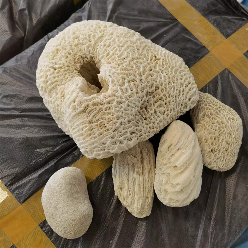 旭冉珊瑚石大块三湖慈鲷缸调节酸碱度 海水缸景观造景 白色虫纹石