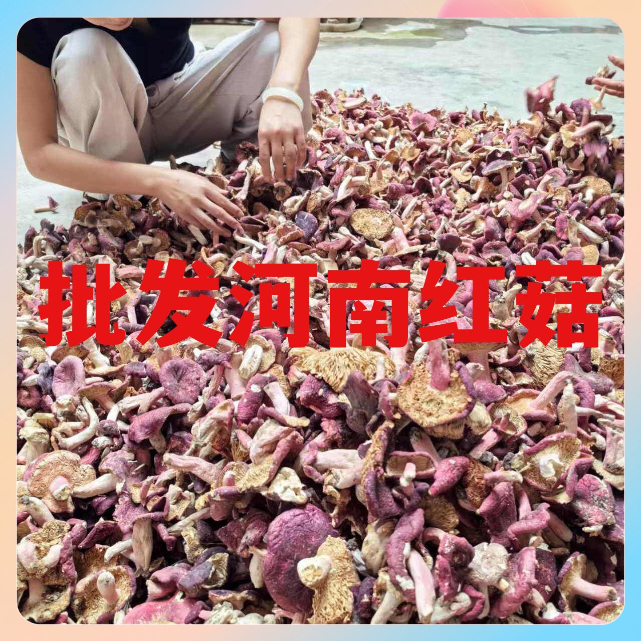 正宗野生红菇干货新货500g 深山红菇红椎菌红蘑菇干货月子菇