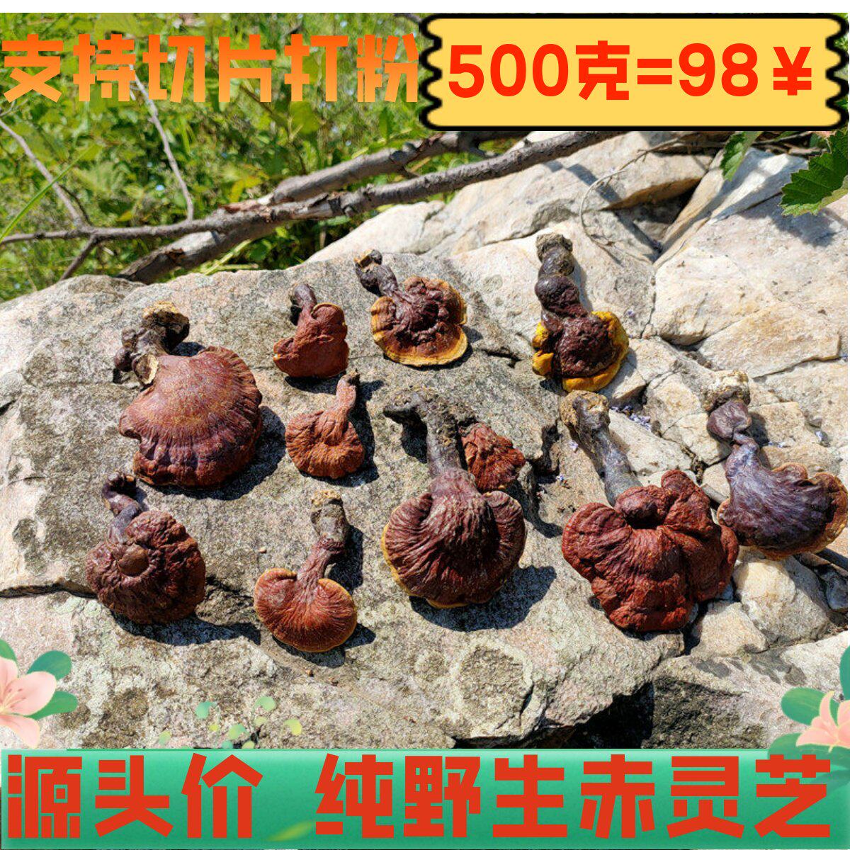 野生 小灵芝 整枝赤灵芝野灵芝 带柄赤灵芝7天退货1斤包邮500g