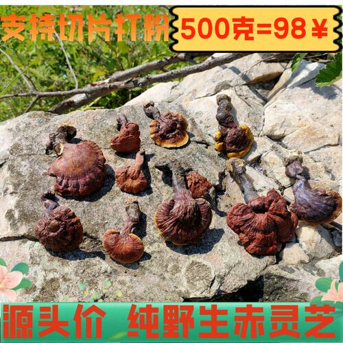 野生带柄退货1斤包邮500g灵芝