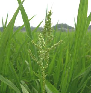 新鲜稗子草整棵500克