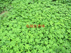 新鲜决明子全草/羊触定/假羊角菜/假花生/假绿豆/500克