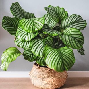 彩虹竹芋盆栽类观叶花卉室内客厅四季常青好养易活花苗耐阴绿植