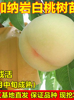 加纳岩白桃树苗白桃苗嫁接桃树苗