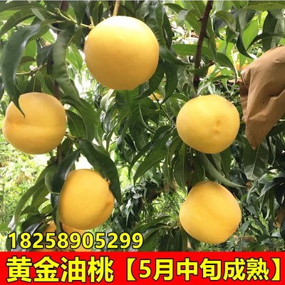新品种油桃苗黄金油桃树苗