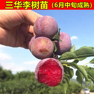 三华李树苗 钱排银妃李子树苗大果李子苗嫁接正宗品种带叶子易活