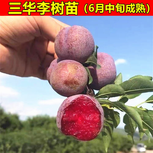 三华李树苗 钱排银妃李子树苗大果李子苗嫁接正宗品种带叶子易活