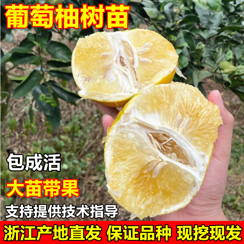 台湾甜葡萄柚苗黄心西柚苗 嫁接鸡尾葡萄柚树苗 黄金葡萄柚子树苗,鲜花速递/花卉仿真/绿植园艺,果树,淘宝优惠券,粉丝福利购,淘宝优惠卷