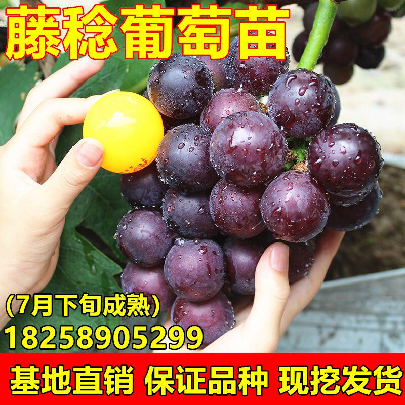 藤稔葡萄苗 乒乓球葡萄树苗 南北方种植地栽盆栽葡萄苗当年结果苗