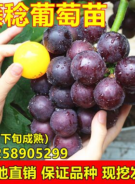 藤稔葡萄苗乒乓球葡萄树苗