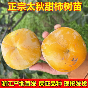 太秋柿子苗南北方庭院地栽日本甜柿苗树苗盆栽嫁接柿子树当年结果