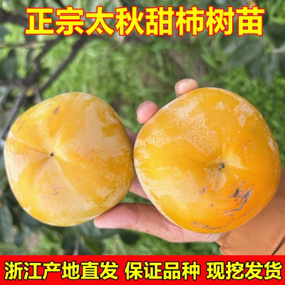 太秋甜柿树苗脆甜柿子苗当年结果