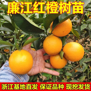 廉江红橙树苗嫁接苗 红心橙子苗脐橙苗 红江橙子树苗当年结果树苗